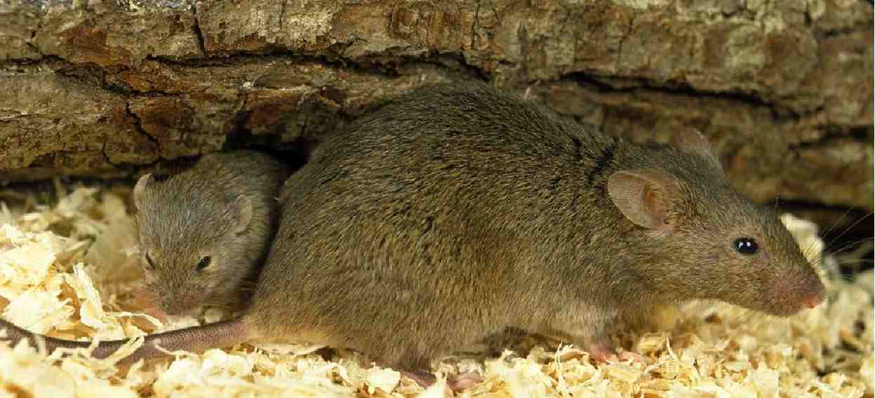 omicron farelerden bulaştı