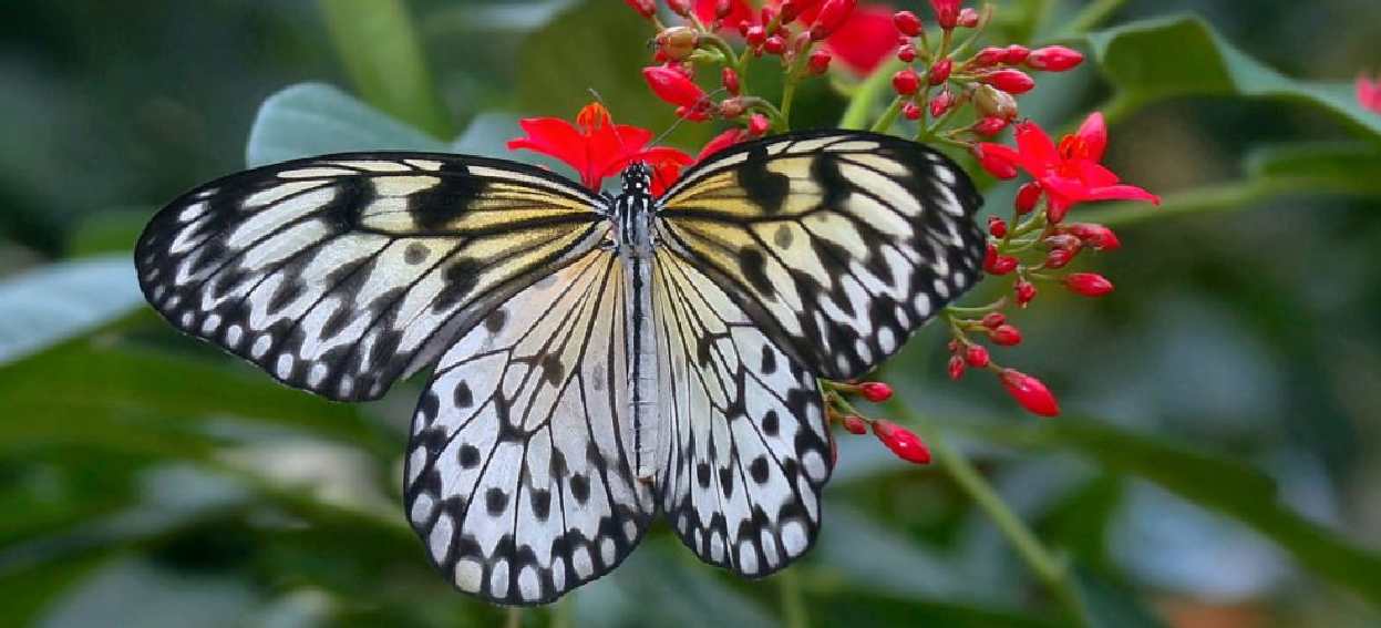Bilmeden sevdiğine zarar vermek; Kelebek ve Koza Hikayesi