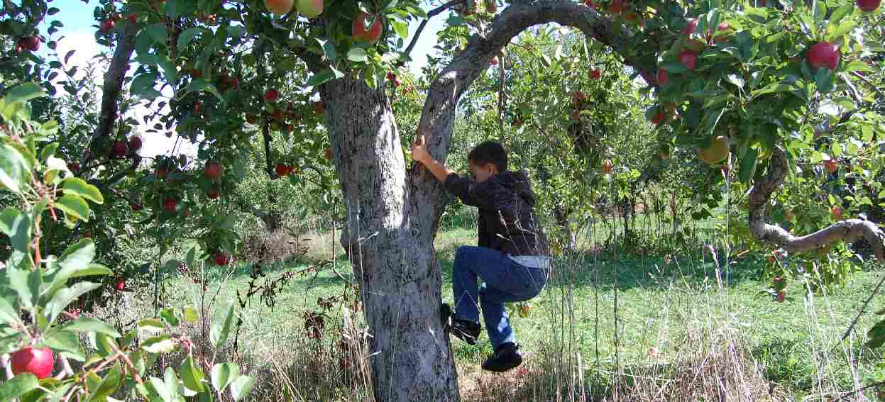 Çocuk ve Ağaç. Bir Dostluk Hikayesi