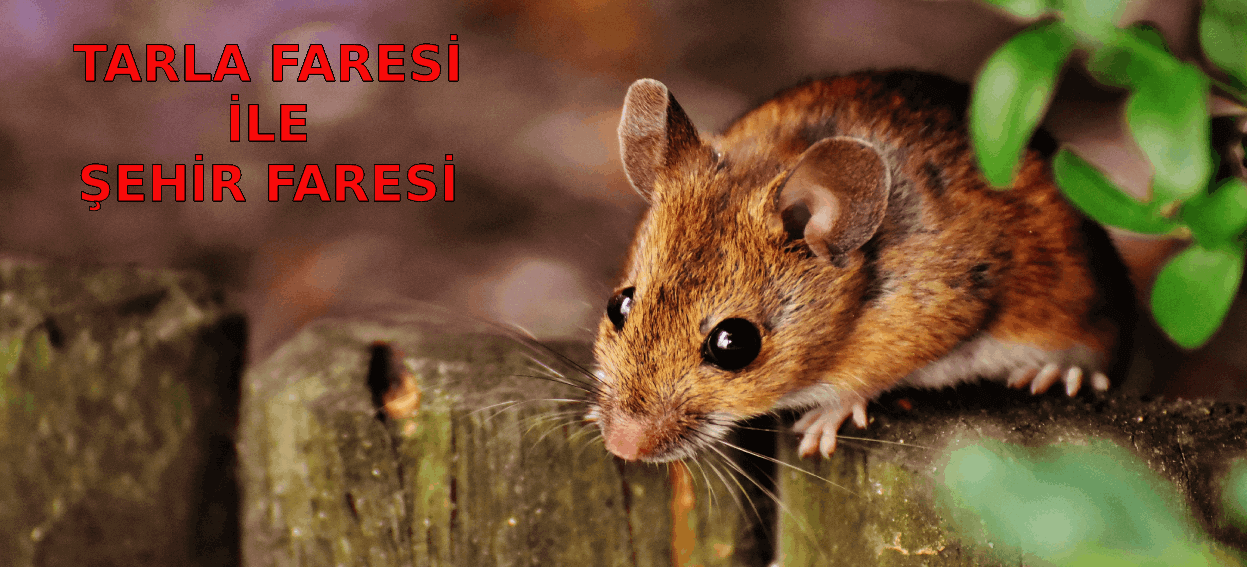 Şehir Faresi ile Tarla Faresi Masalı