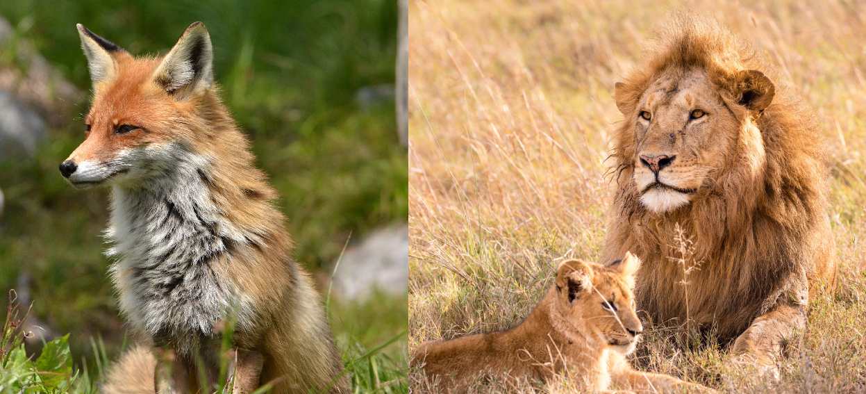 Bahane Arayan Aslan ve Kurnaz Tilki Masalı