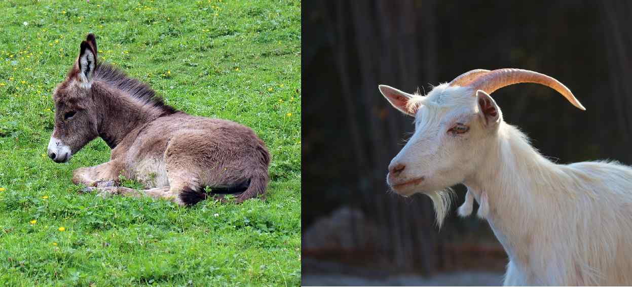 Kıskanç Eşek ile Kurnaz Keçinin Masalı