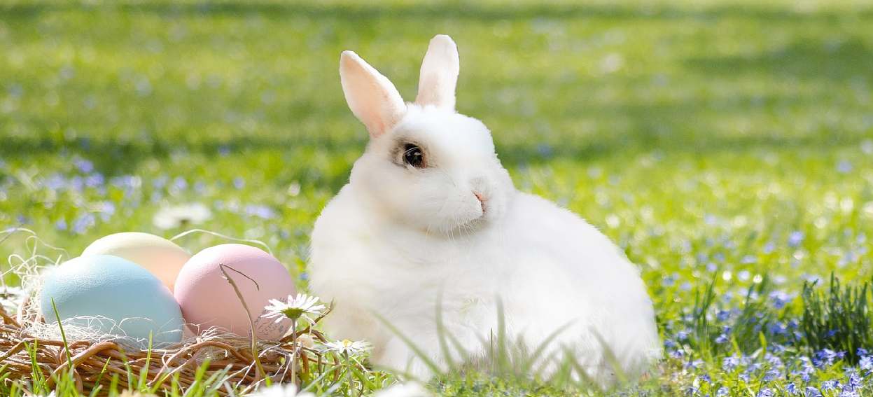 Uykucu Tavşan Mimo Masalı