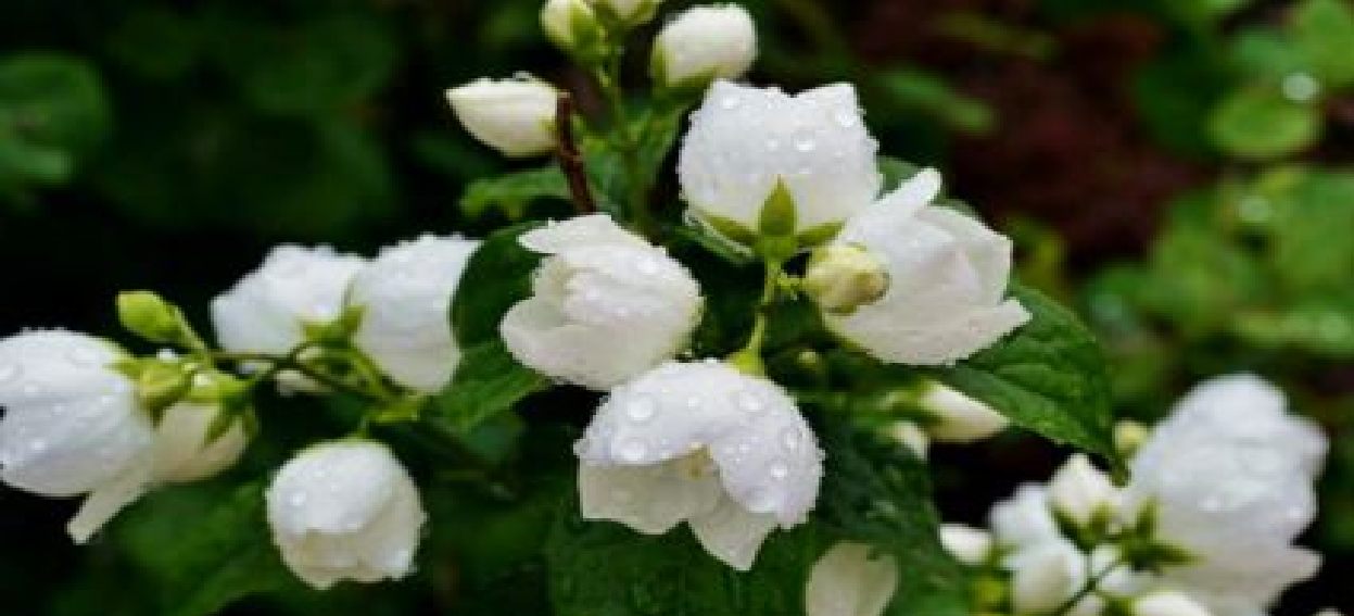 En güzel çiçeği yetiştirenle evleneceğim diyen Prens