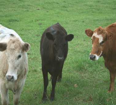 Birlikleri Bozulan Üç İneğin Hikayesi